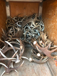 Paying Cash for Shed Antlers