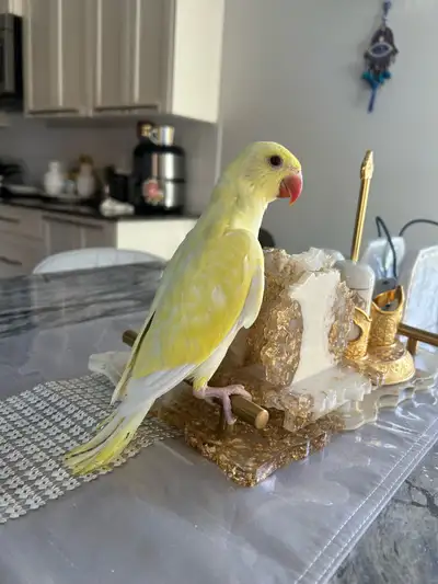 Babies Indain ringnecks , View more