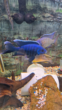 Africain cichlids, and other
