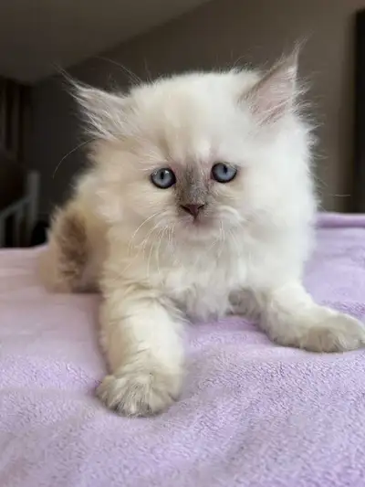 Scottish Straight & Ragoll Kittens, View more