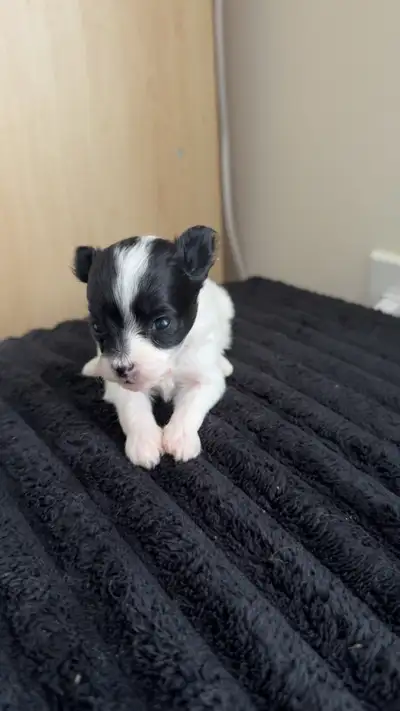 Toy Pomapoos, View more