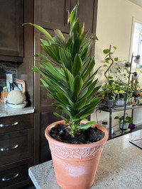 Pinnaple plant in ceramic pot