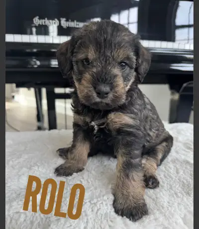 Schnoodles are hypoallergenic and great for people with allergies! Pups will be about 16-20 pounds f...