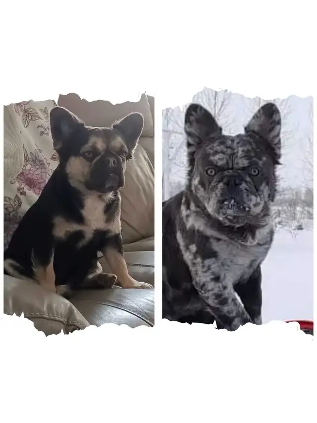 2 Fluffy French Bulldog Puppies in Dogs & Puppies for Rehoming in Winnipeg - Image 5