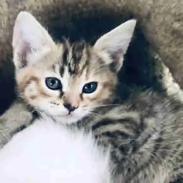 Savannah mix kitten, View more