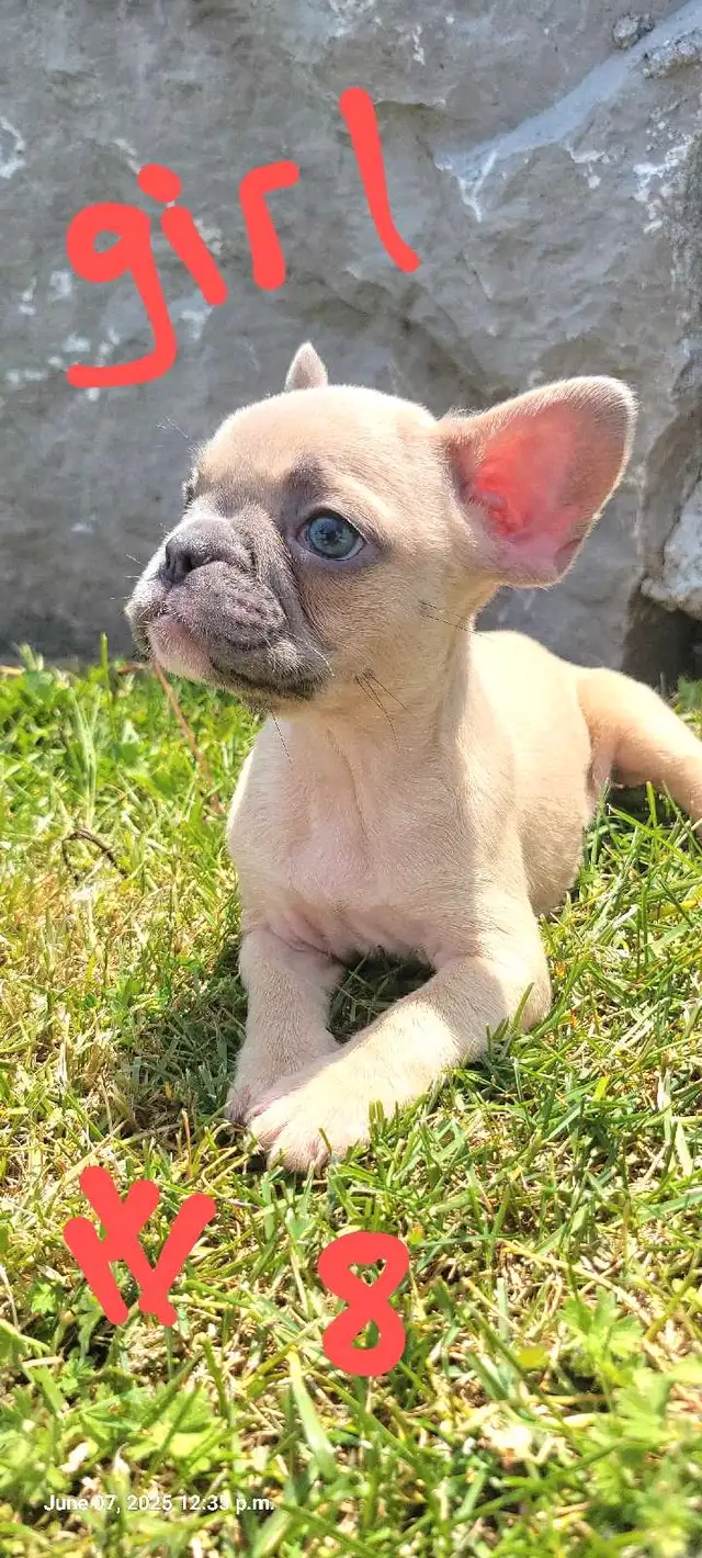 Quality French Bulldog Puppies in Dogs & Puppies for Rehoming in St. Catharines - Image 9