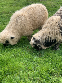 Valsis Blacknose Lambs