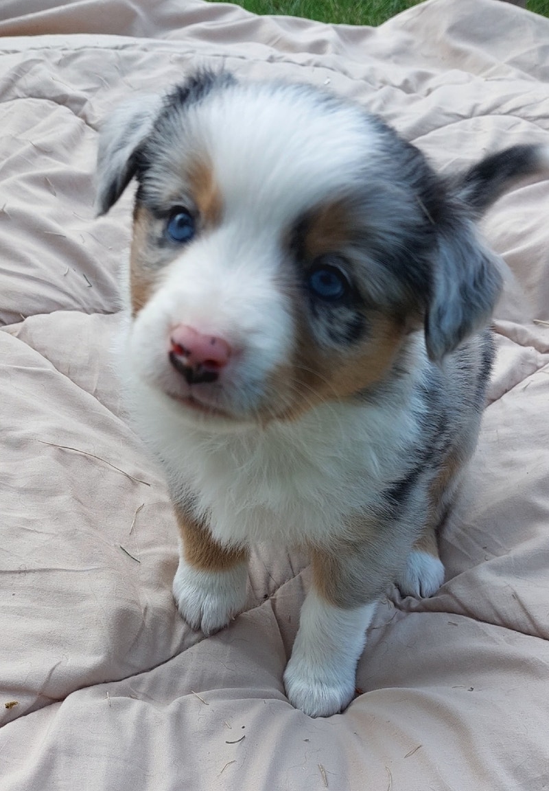 Mini Australian Shepherds Dogs & Puppies for Rehoming 100 Mile