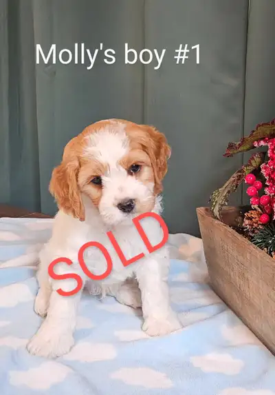 Last one left !!! Come meet our cute cockapoo puppies He is a very friendly little guy His mom is a...