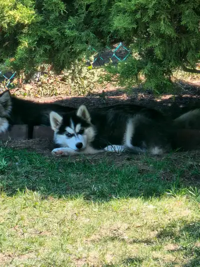 Siberian Husky puppy , View more