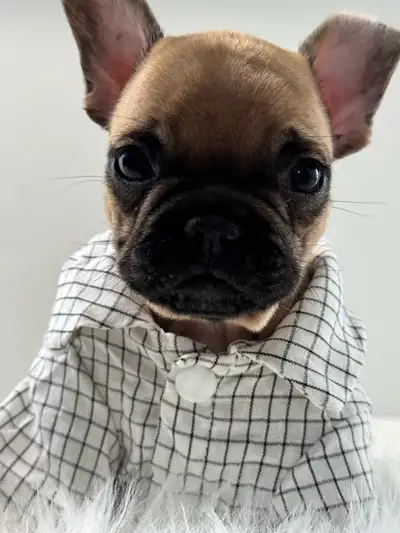 bouledogue français, View more