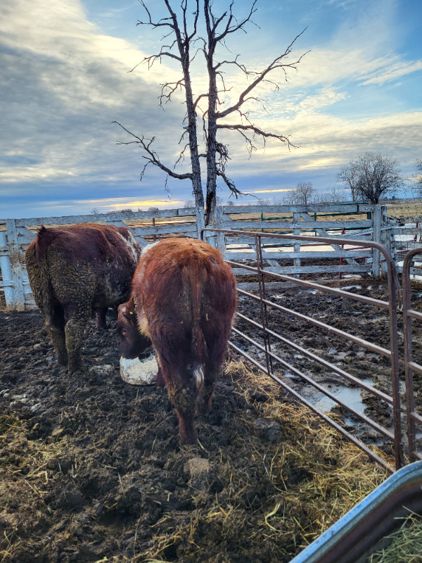 Yearing Shorthorn bull in Livestock in Winnipeg - Image 3