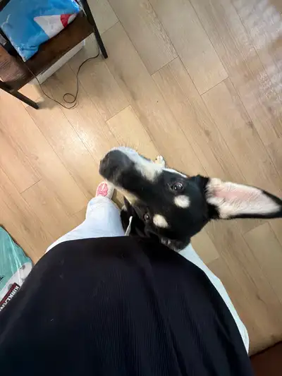 7month old puppy , View more