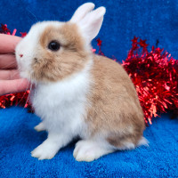 EXTRAORDINARY NETHERLAND DWARF, HOLLAND LOP,  ANGORA BUNNIES North Bay Ontario Preview