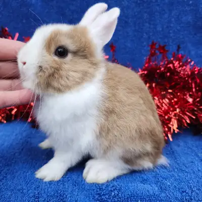 EXTRAORDINARY NETHERLAND DWARF, HOLLAND LOP,  ANGORA BUNNIES, View more