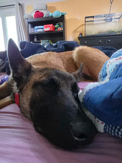 malinois mâle 6 mois, View more