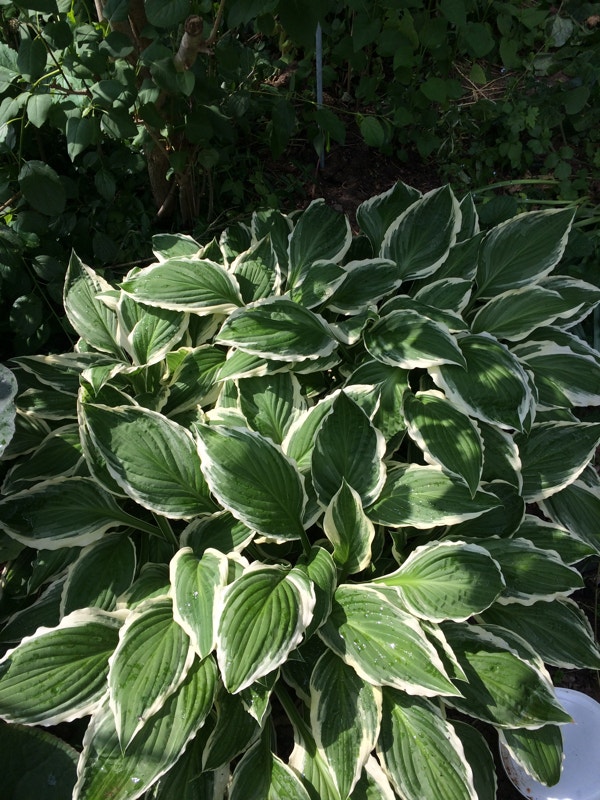 Raspberry, Hosta and other Perennials Plants, Fertilizer & Soil