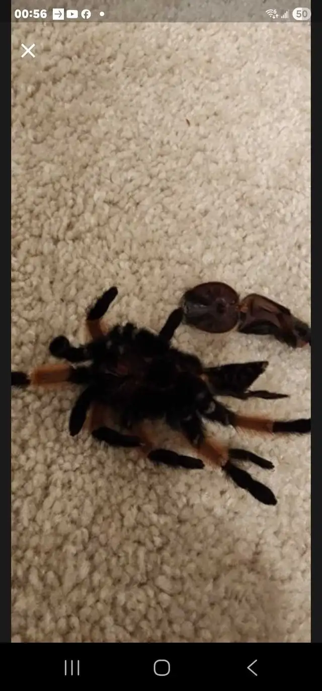 Tarantulas549769176690216962