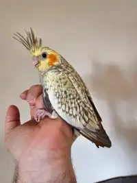 Cute cockatiel.  