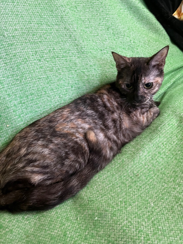 Torti Spotted Bengal x Ragdoll in Cats & Kittens for Rehoming in Mississauga / Peel Region