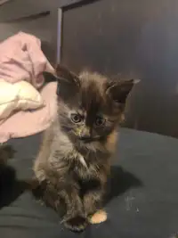 8 Cute kittens 9 weeks