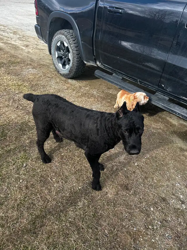 Male Bouvier puppy for sale non shedding  1500 in Dogs & Puppies for Rehoming in Whitehorse - Image 15