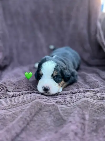 Bernese Mountain Dog Puppies, View more