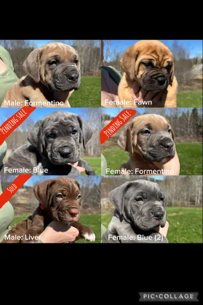 Cane Corso Puppies for sale…Ready to go to their NEW HOMES! Born: April 10th 2026 and ready June 5th...