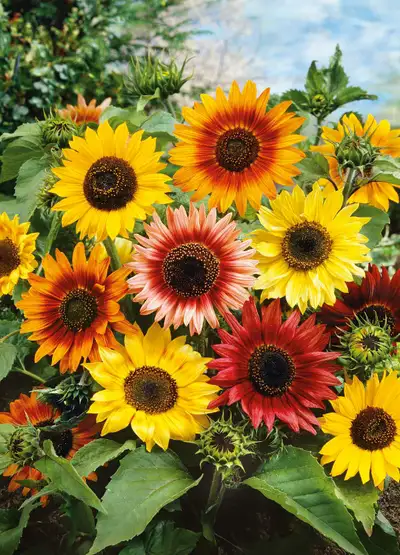 Offering Child Care , View more