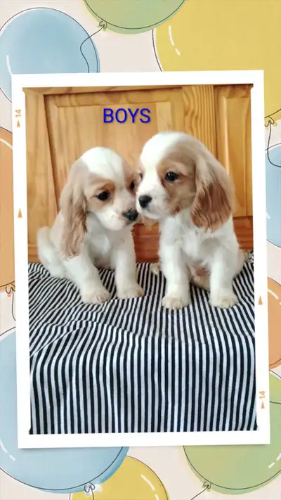 Cavalier x Cocker spaniel Puppies!, View more