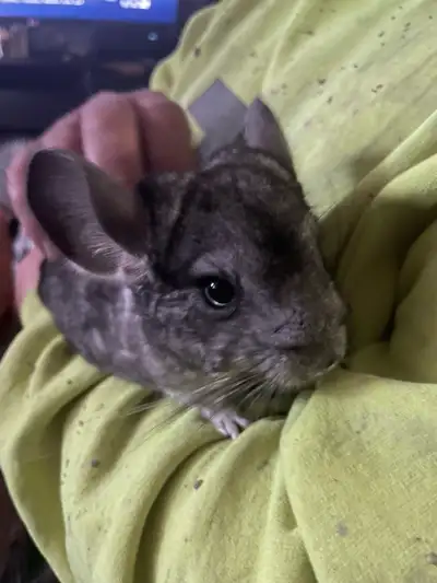 baby chinchilla, View more