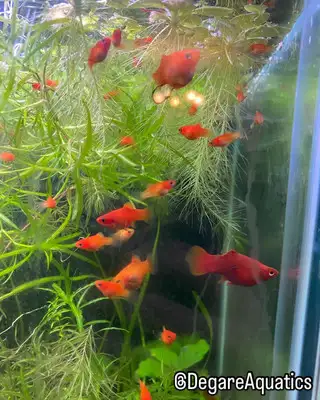 platy  fish for sale 5$ each, View more