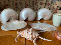 Large Nautilus & Decorative Shells