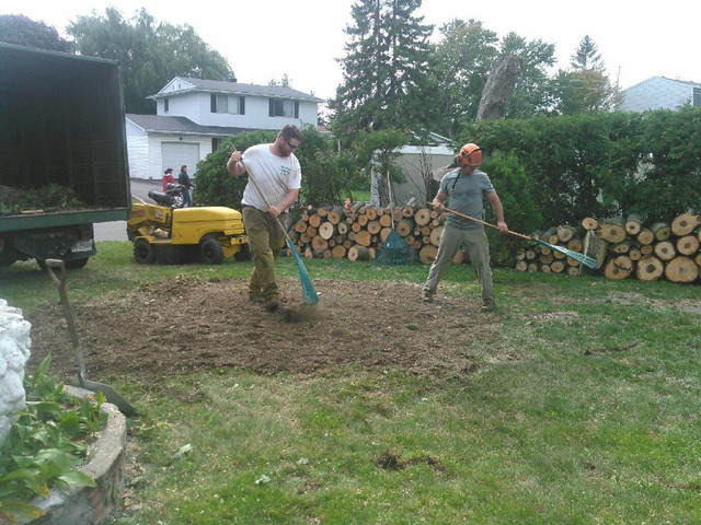 TREE STUMP GRINDING in Lawn, Tree Maintenance & Eavestrough in Ottawa - Image 2