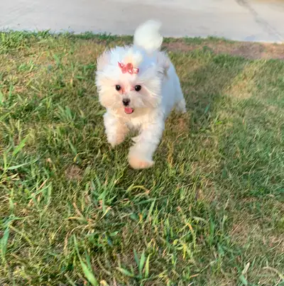 Maltipoo older pup, View more