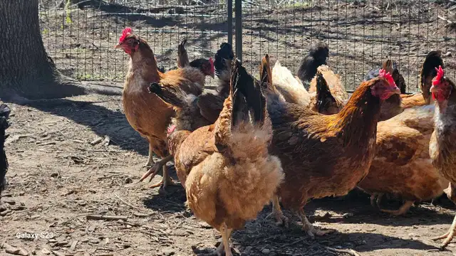 Fertilized /  Hatching chicken eggs in Livestock in Hamilton - Image 8