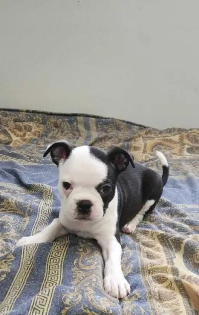 Female Boston Terrier Puppy, View more
