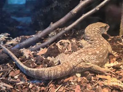 savanah monitor for rehomeing , View more