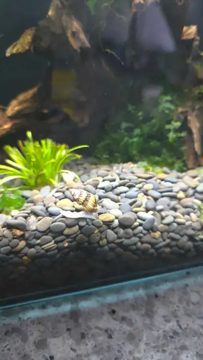 Assassin Snail, View more