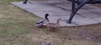 call ducks
