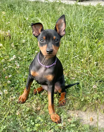 Minature Pincher Puppies ALL Sold!, View more