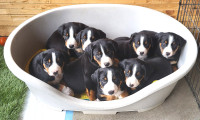 Appenzeller Puppies Available