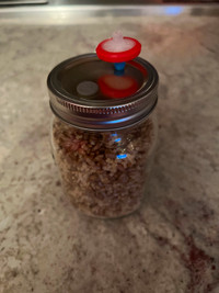 Mushroom Sterilized Grain Spawn