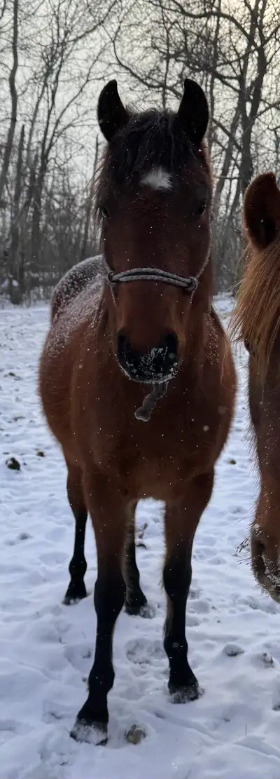 Green horse, View more