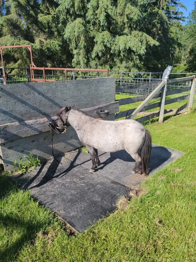 miniature horses in Horses & Ponies for Rehoming in Edmonton - Image 6