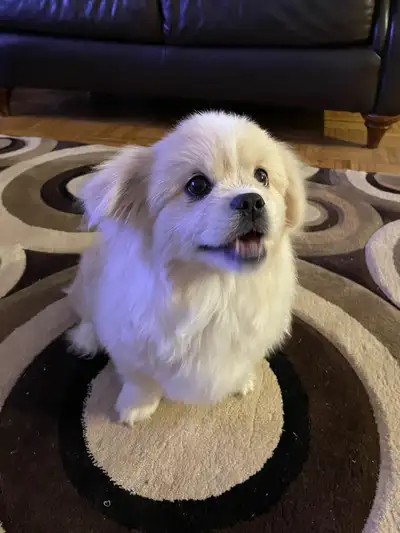 ✨Female Pekingese X American Eskimo puppy✨, View more