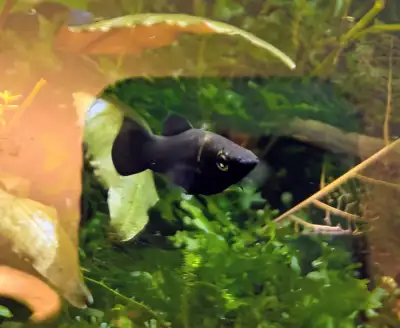 FREE juvenile marble male molly, View more