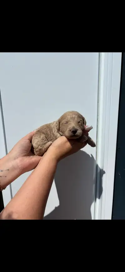 F2 Cockapoos we also have a new litter, View more