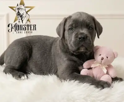 Monster Cane Corso is proud to announce our 2026 summer litter borm Aug 4th. 2 females available for...