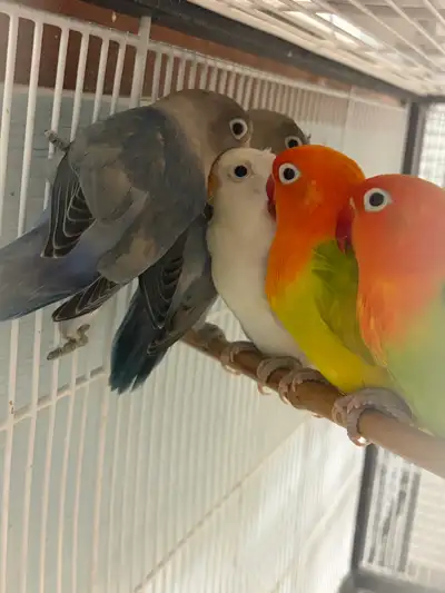 fisher lovebird babies — 3 months old, View more